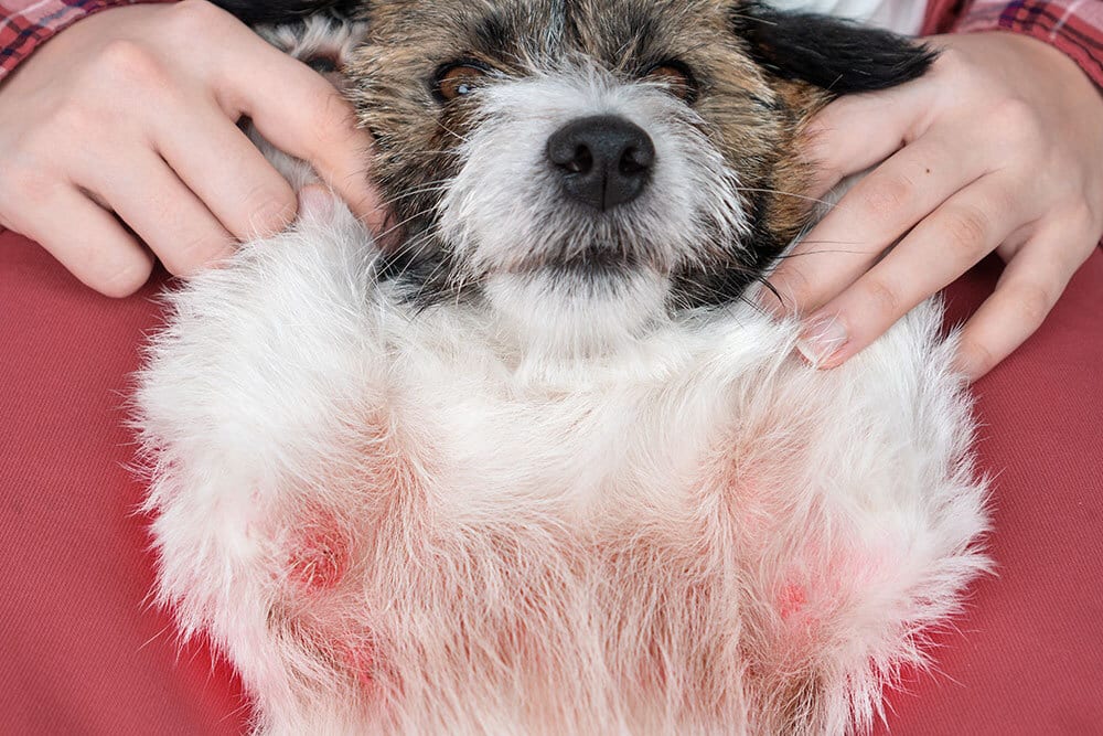 A small, scruffy dog lies on its back in someone's lap, exposing its belly, which has red, irritated skin and visible nipples. The person gently holds the dog’s front paws.
