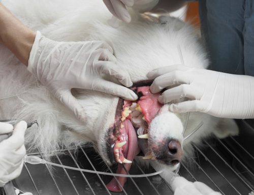 Professional Veterinary Dental Cleaning: Behind The Scenes