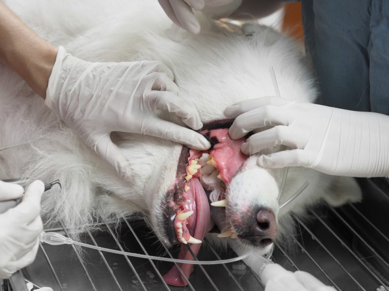 Professional Veterinary Dental Cleaning Behind The Scenes Stack