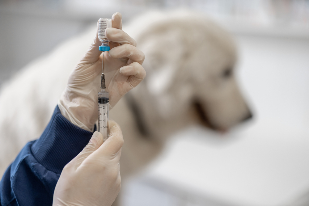 what-do-my-pet-s-vaccines-protect-against-stack-veterinary-hospital