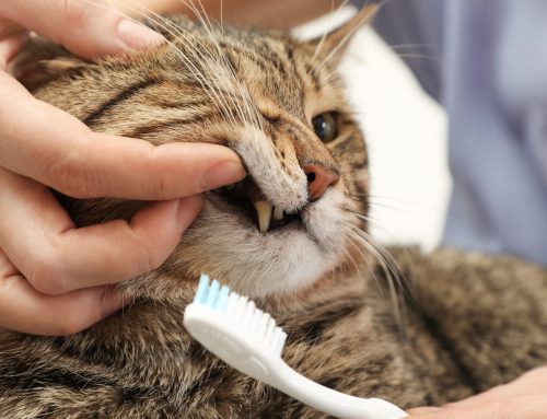 5 Reasons Why Your Pet’s Dental Care Is So Important
