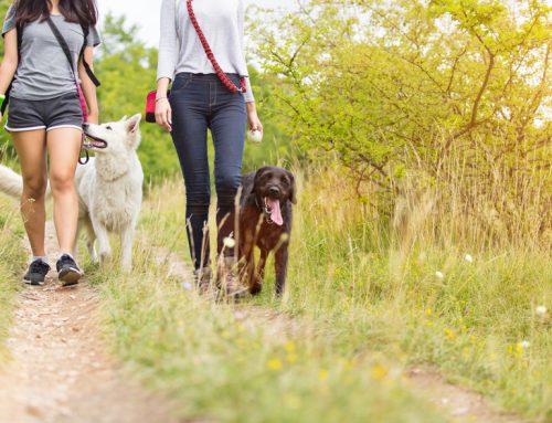 A Pet Owner’s Guide to Lyme Disease