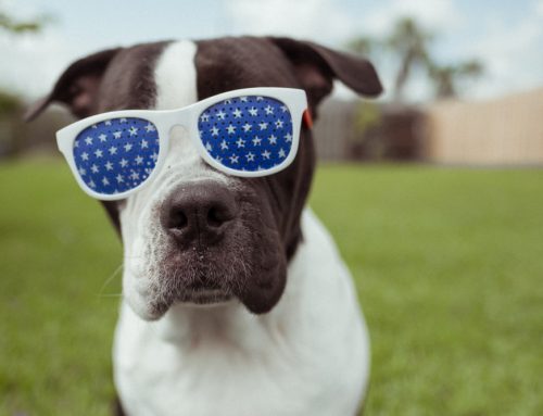 A Pet Owner’s Guide to July Fourth Safety