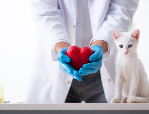 What Pet Owners Need to Know About Veterinary Cardiology