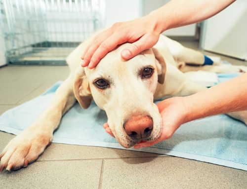 Spotting the Silent Signs: How to Detect Cancer in Your Pets Early