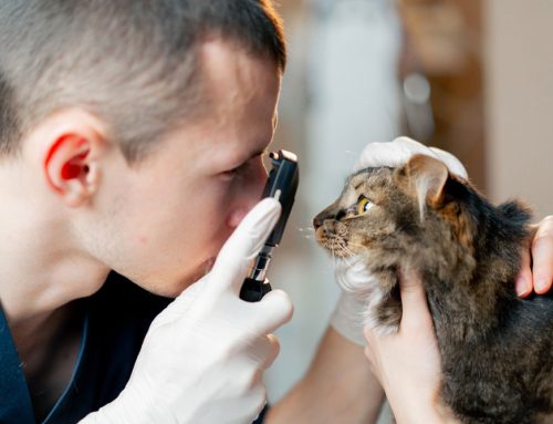 Keeping Your Cat’s Eyes in Purr-fect Health