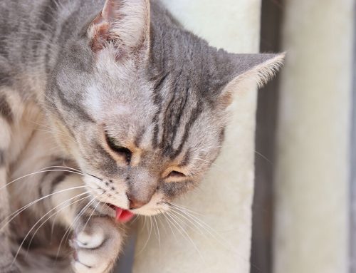Your Cat Keeps Throwing Up—Should You Be Concerned?