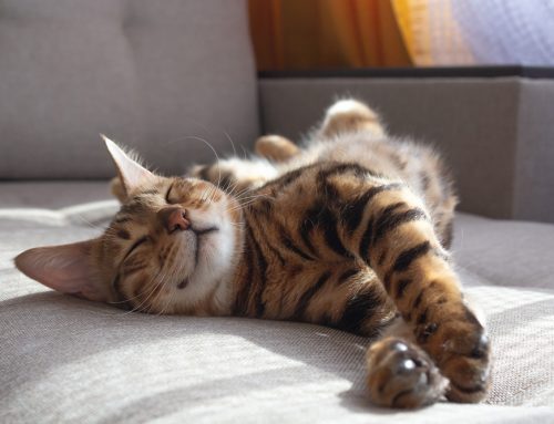 What Causes Seizures in Cats and How to Manage Them