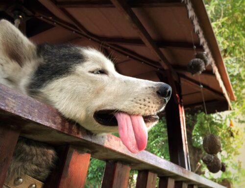 Common Causes of Diarrhea in Dogs and When to See a Vet