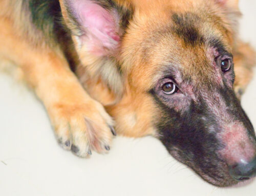 Recognizing Skin Allergies in Dogs and How to Treat Them