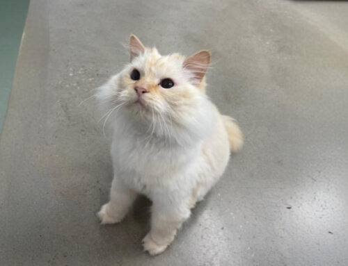 Feline Constipation: Causes, Symptoms, and Solutions