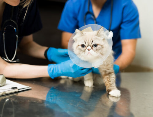 Feline Hypertension: Causes and Management