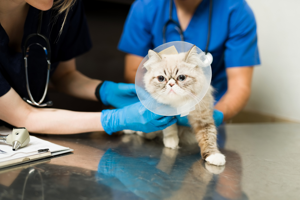 Cat in a recovery cone at the vet after surgery.