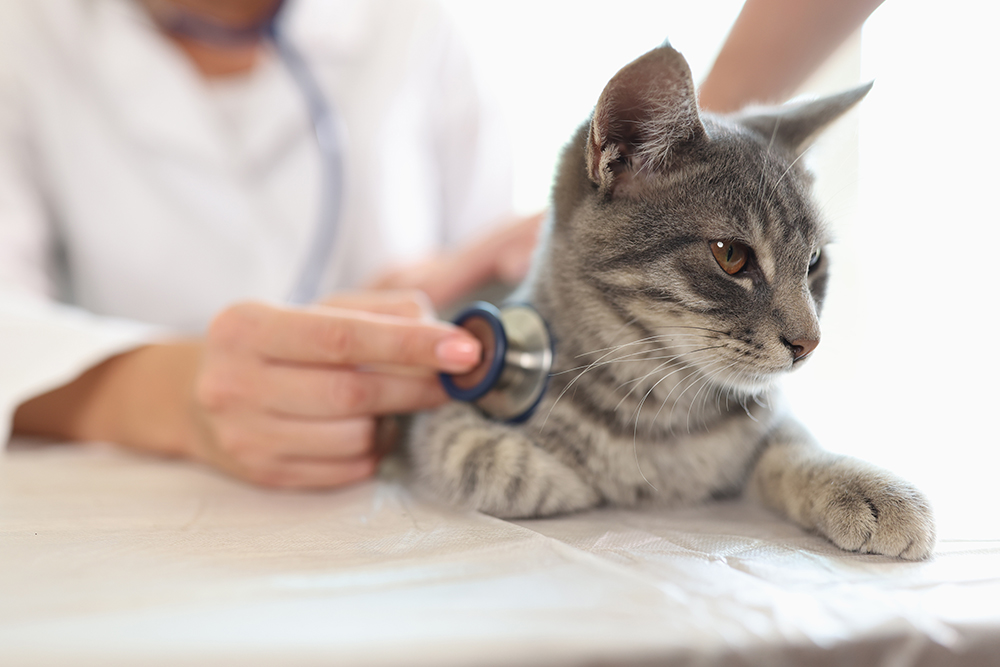 Veterinarian examining a young kitten during a wellness check for signs of infection or cancer.