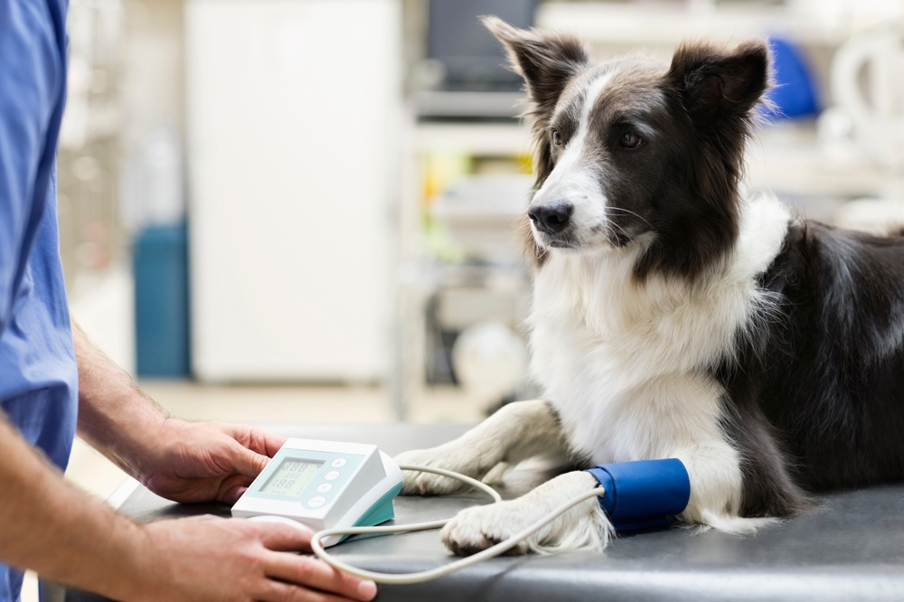 A black and white dog on a veterinary exam table with a blood pressure cuff on its leg while a person in scrubs operates a monitoring device.
