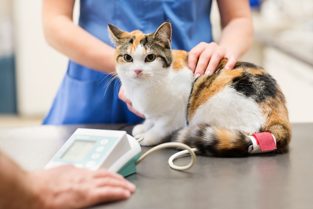 A calico cat sitting on a veterinary exam table while a person in scrubs gently holds it, with a medical device nearby and a bandage on the cat’s tail.