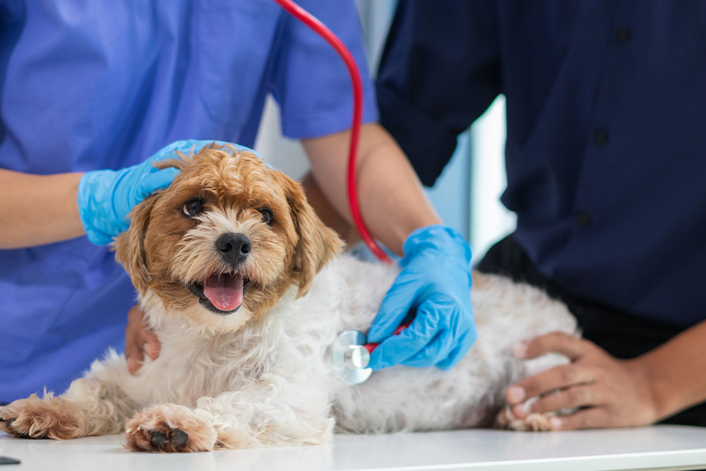 Veterinarian examining dog during routine checkup at animal clinic