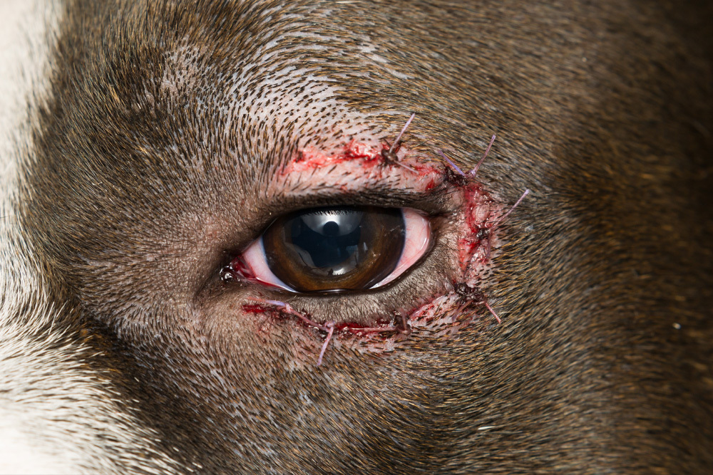 Dog recovering after eye surgery during post-operative veterinary care and monitoring