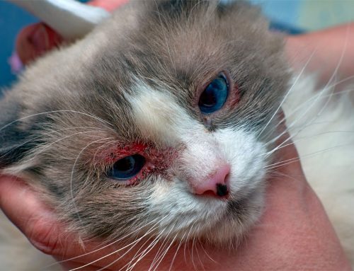 Entropion/Ectropion: Surgical Correction and Outcomes