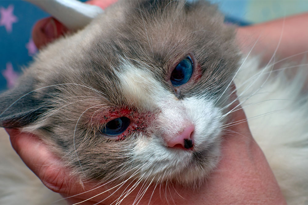 Cat with a skin infection undergoing veterinary dermatology evaluation and treatment