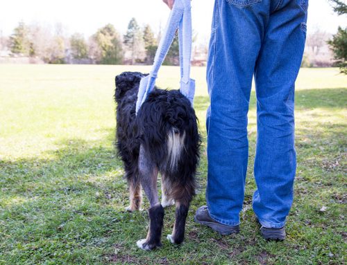 Cruciate Ligament Tears in Dogs: From Diagnosis to Surgery to Rehab, All Under One Roof