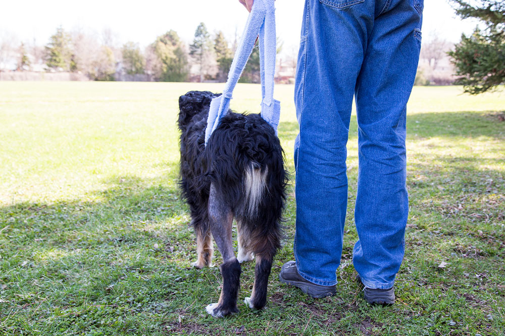 A person walking a dog on a leash in a green park, showcasing a sunny day and a peaceful outdoor environment.