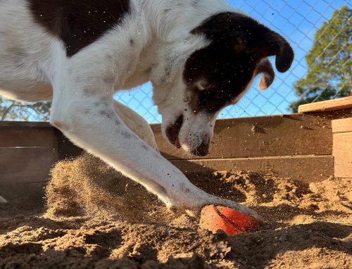 What Should You Ask a Dog Daycare Before the First Drop-Off?