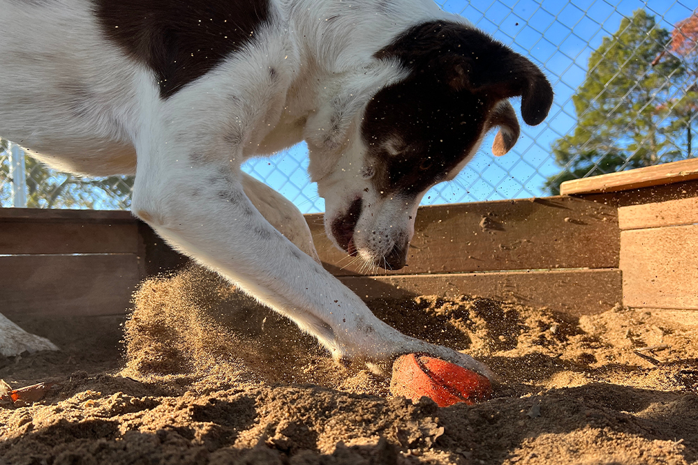 A white and brown dog enthusiastically digs in a wooden sandbox, kicking up sand while burying or retrieving an orange ball.