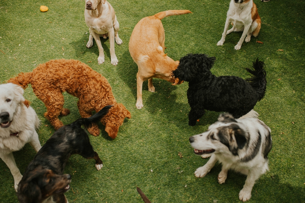 A high-angle view of a group of various dogs socializing and playing together on a green artificial turf lawn at a pet daycare facility.