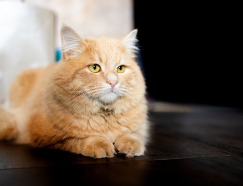 What Support Options Are Best For A Weak or Senior Pet?