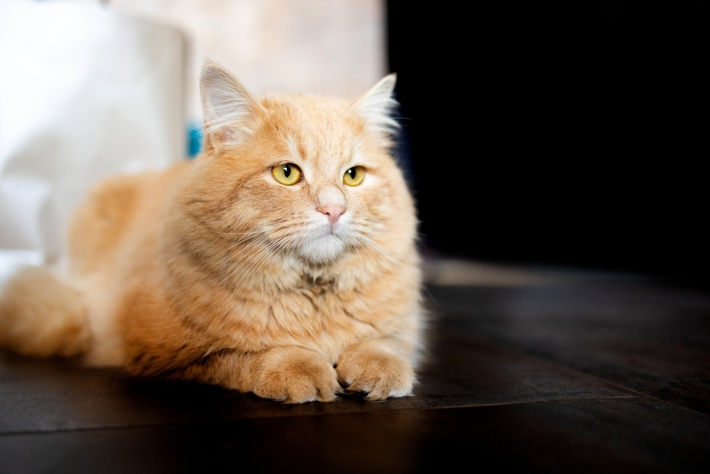 A fluffy orange cat with yellow eyes lying calmly on a dark floor, front paws tucked under its body, with softly blurred indoor background lighting.