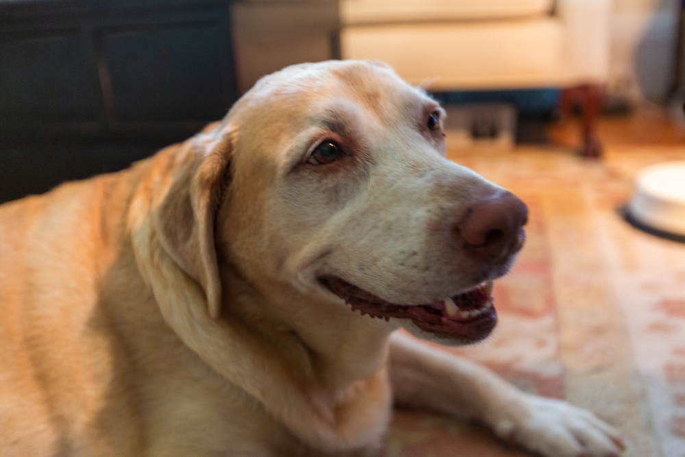 Senior yellow Labrador Retriever sitting and looking attentively ahead.