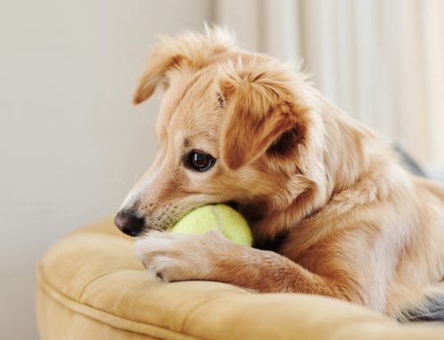Is That Dog Toy, Chew, or Collar as Safe as the Label Says?