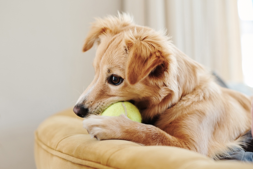 Dog chewing on a ball while playing on a sofa