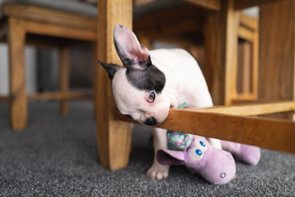 Boston Terrier puppy chewing on wood, illustrating destructive chewing behavior in dogs.